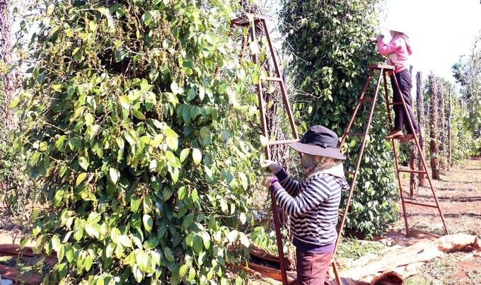 Tái thiết ngành hồ tiêu Gia Lai: [Bài 2] Nỗ lực khôi phục