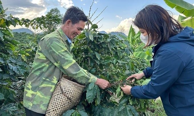 Sơn La tìm giải pháp xây dựng vùng cà phê chè hữu cơ