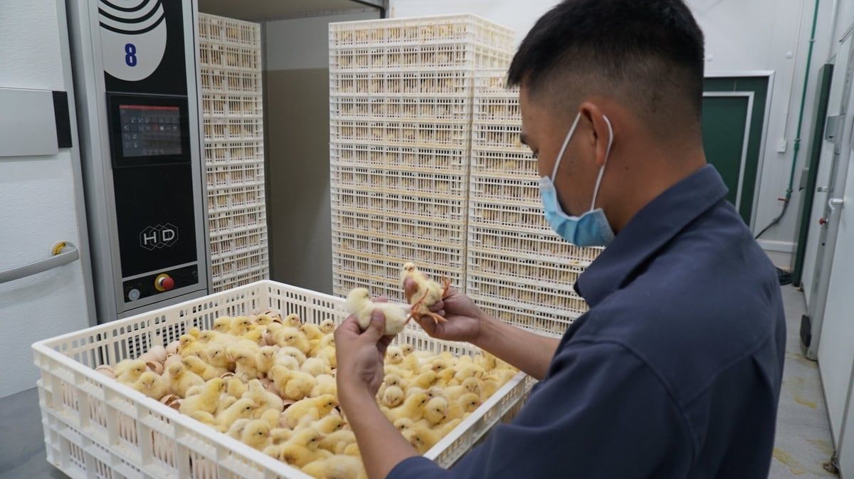 Lời giải công nghiệp hóa ngành chăn nuôi: [Bài 3] Bên trong nhà máy ấp trứng hiện đại nhất Đông Nam Á