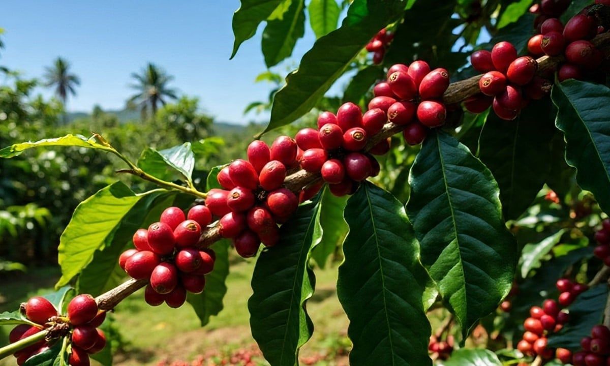 Giá cà phê hôm nay 14/7/2025: Giữ quanh ngưỡng 90.000 đ/kg