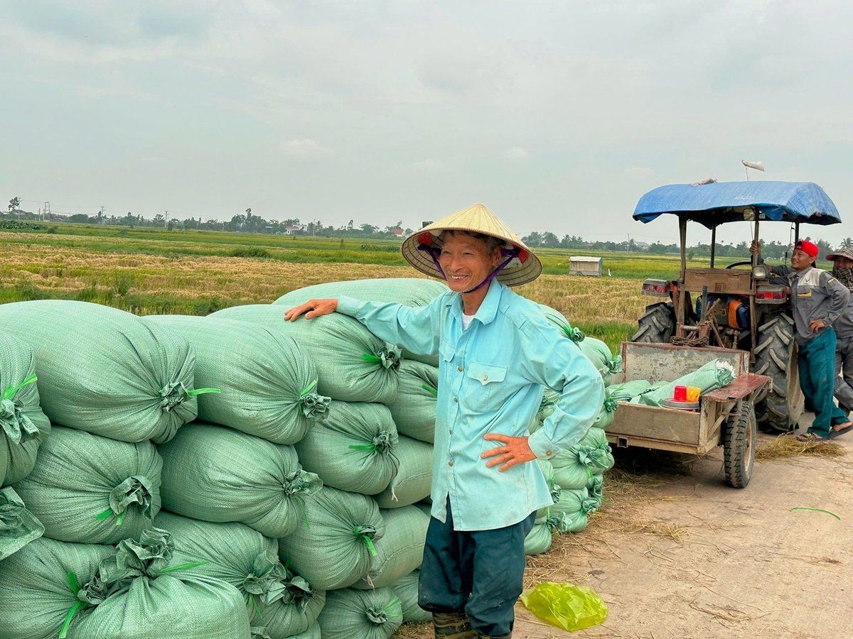 Xem người Nhật chỉ đạo trồng và thu mua lúa Nhật ở Thái Bình