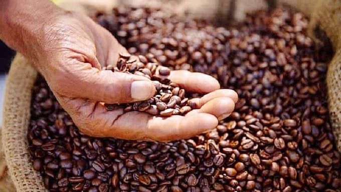 Giá cà phê hôm nay 15/7/2025: Robusta tăng nóng hơn 9%