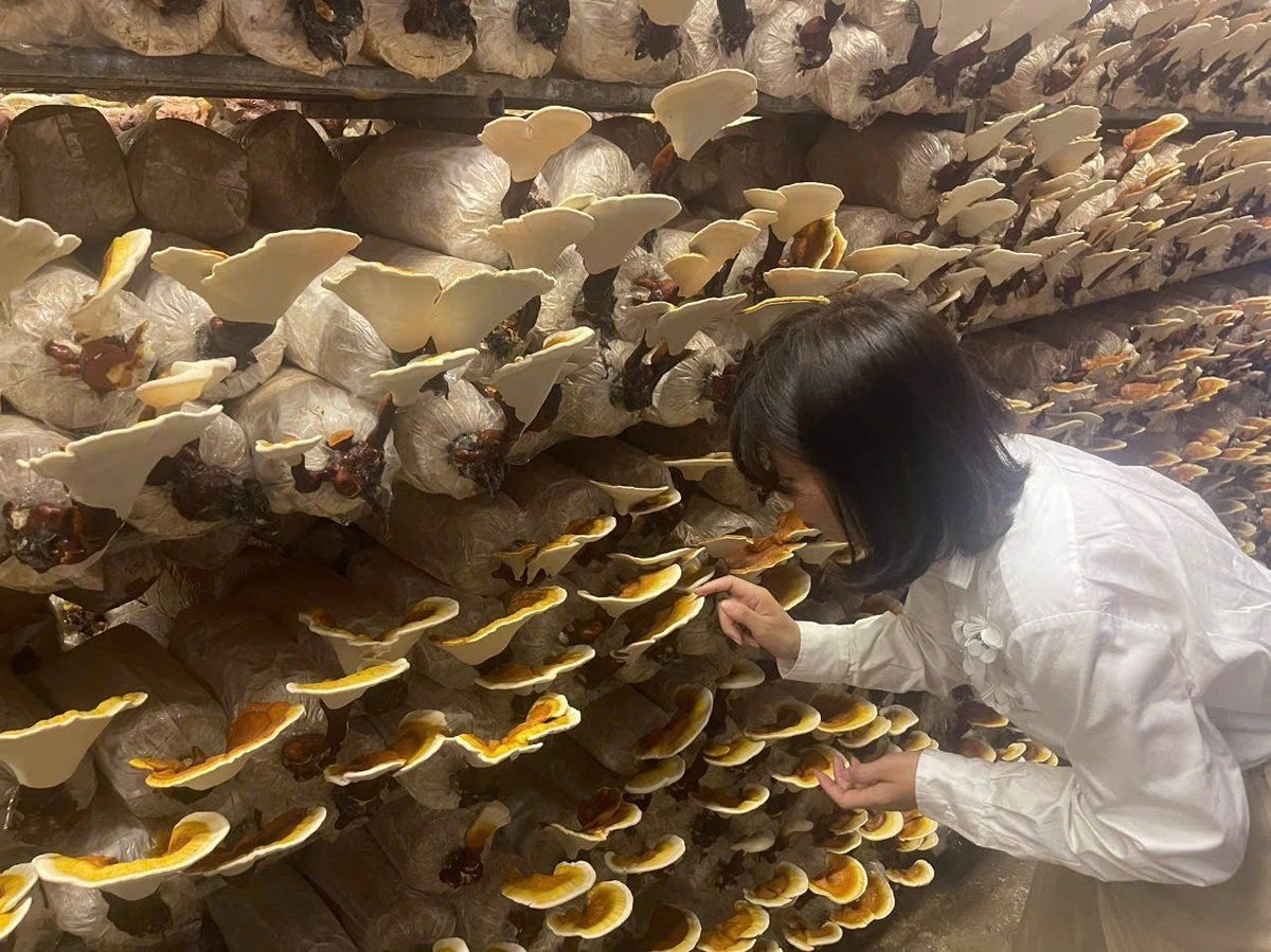 Trồng nấm linh chi cho lợi nhuận như mơ nhờ làm chủ công nghệ mới