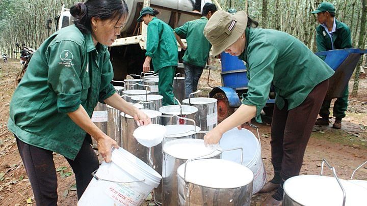 Giá cao su hôm nay 15/7/2025: Biến động trái chiều