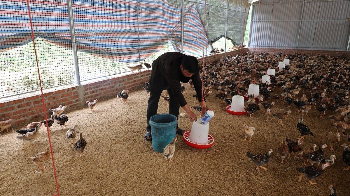 Nuôi gà trên đệm lót sinh học, xóa nỗi lo bị hàng xóm kêu than