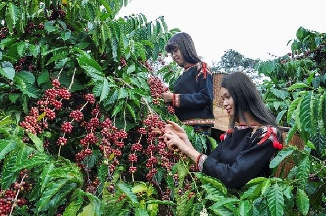 Giá cà phê Robusta hôm nay quay đầu tăng, vì sao nên trồng cây chắn gió cho vườn cà phê?