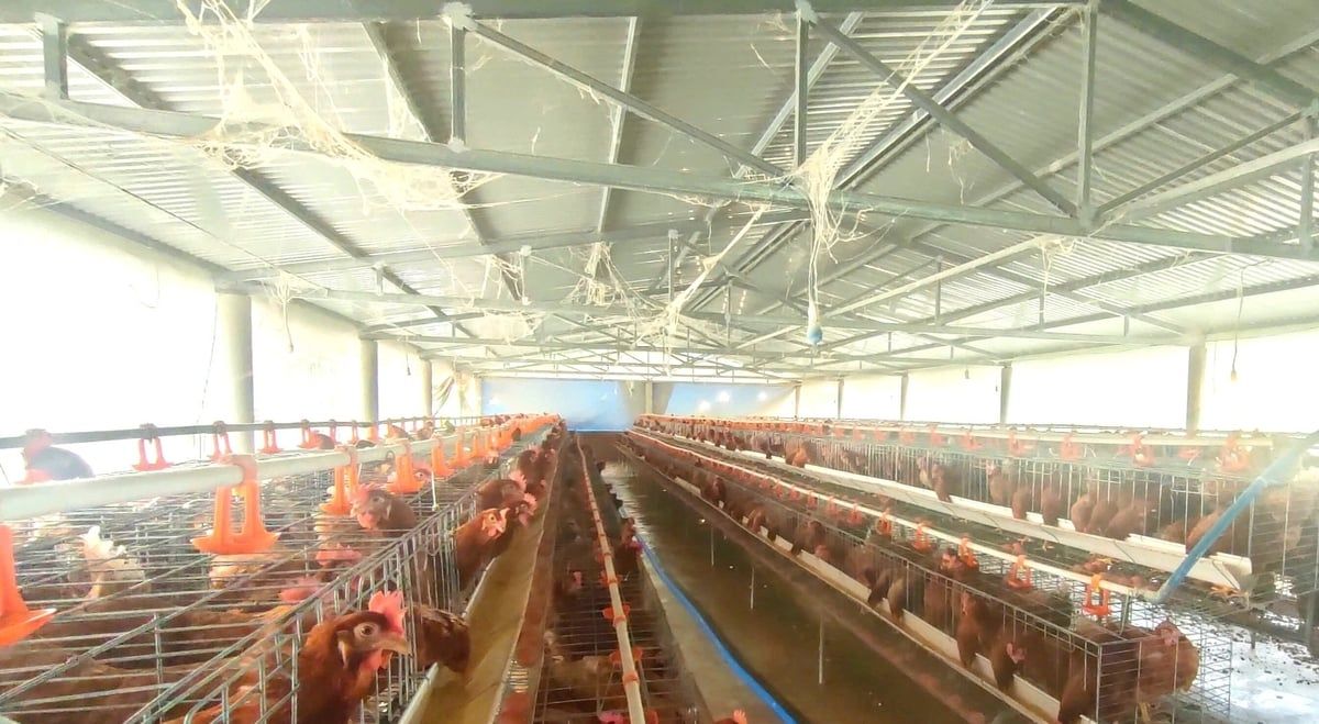 Nghề nuôi gà lấy trứng khởi sắc