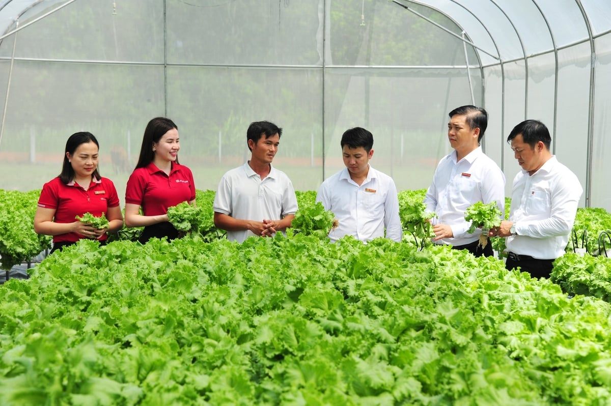 Ngân hàng 'hà hơi tiếp sức' giúp nông dân làm giàu