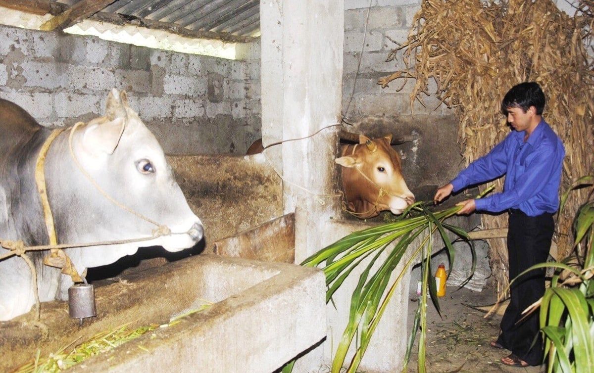 Bám bản, bám dân đẩy lùi dịch bệnh cho gia súc
