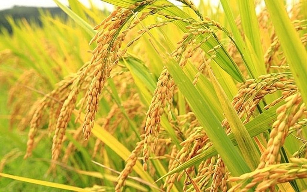 Hà Nội công bố giá thóc thu thuế vụ chiêm 2025