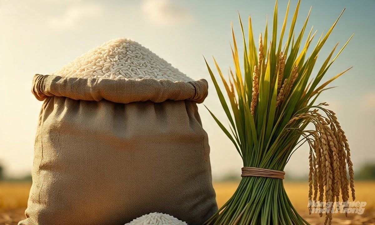 Giá lúa gạo hôm nay 18/7/2025: Thị trường ít biến động