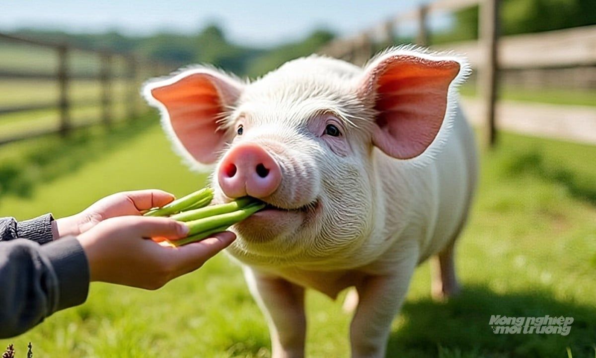 Giá heo hơi hôm nay 18/7/2025: Rơi về ngưỡng 66.000 đ/kg