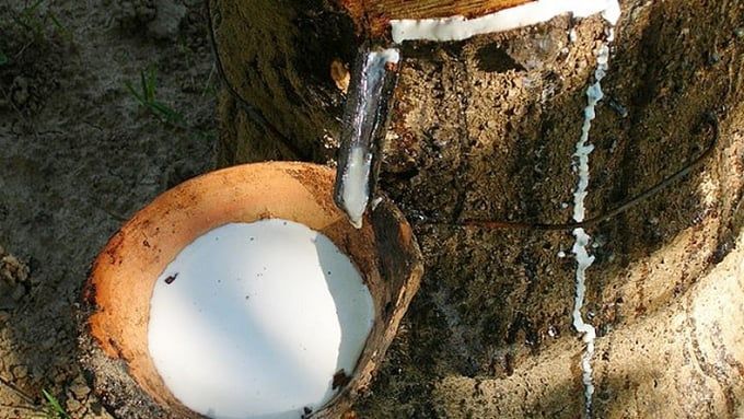 Giá cao su hôm nay 18/7/2025: Nhật Bản tăng mạnh