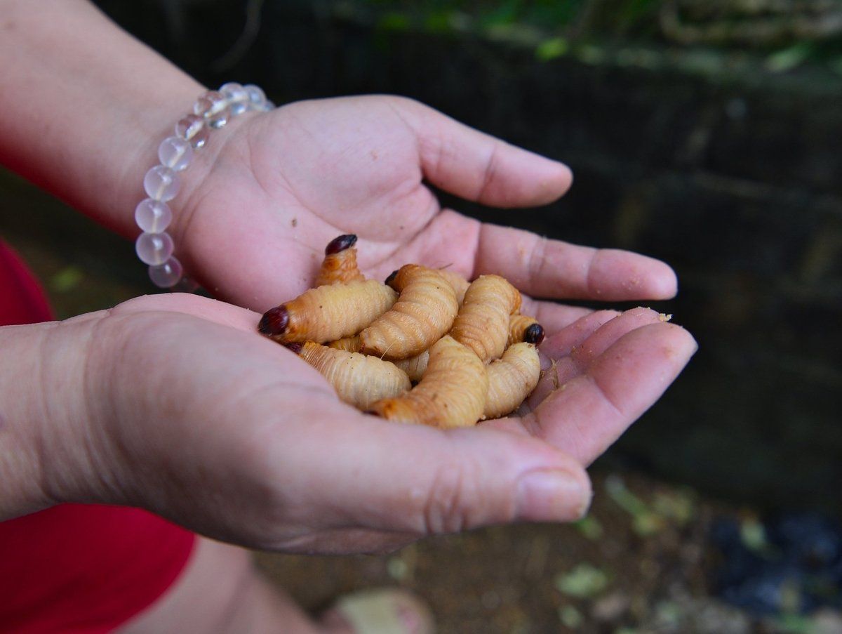 Nuôi con 'quẳng quẳng' đẻ ra con 'nẽ'