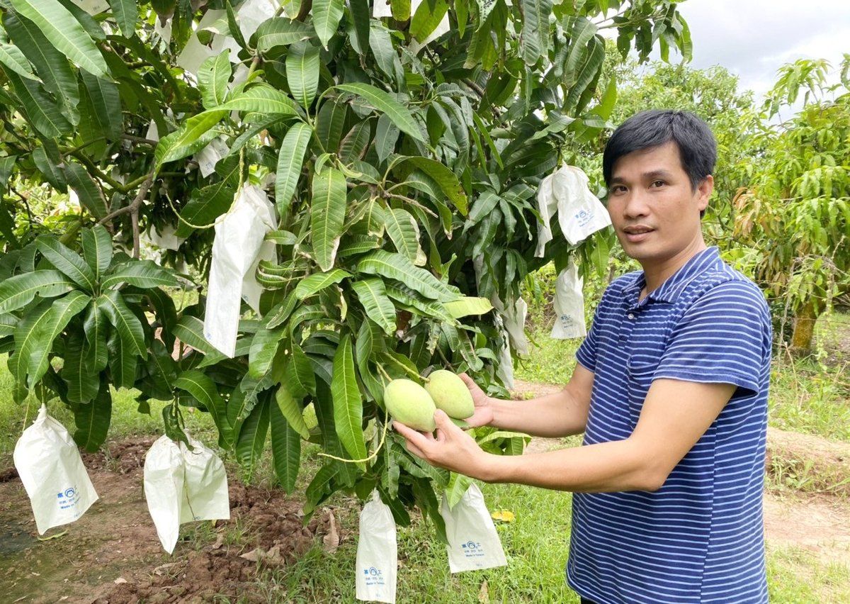Biến phụ phẩm quả xoài thành phân hữu cơ