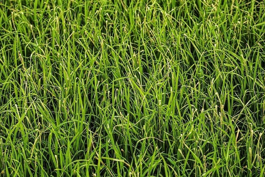 Khẩn trương phòng trừ sâu cuốn lá nhỏ, rầy nâu, rầy lưng trắng