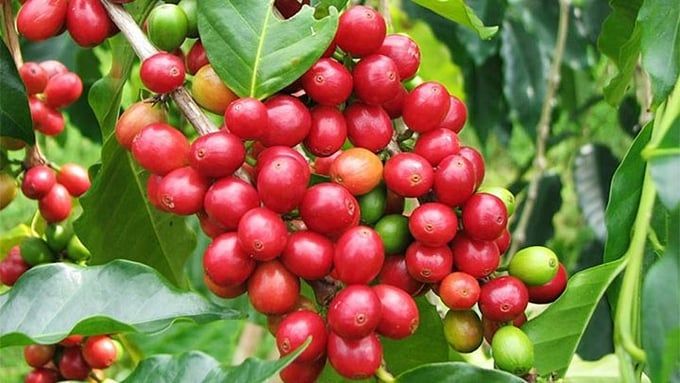 Giá cà phê hôm nay 3/9/2025: Thị trường giảm sâu