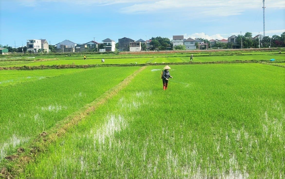 Sâu bệnh xuất hiện sớm trên lúa hè thu
