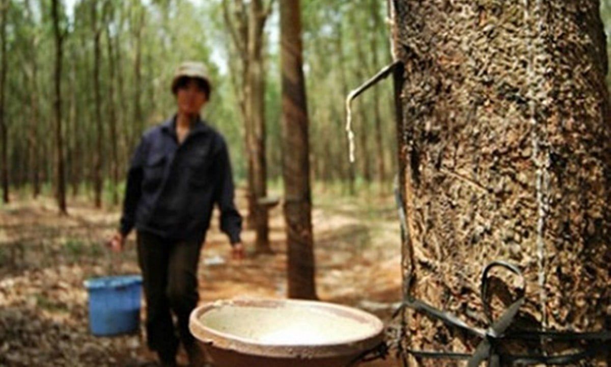 Giá cao su hôm nay 3/9/2025: Châu Á bật tăng trở lại