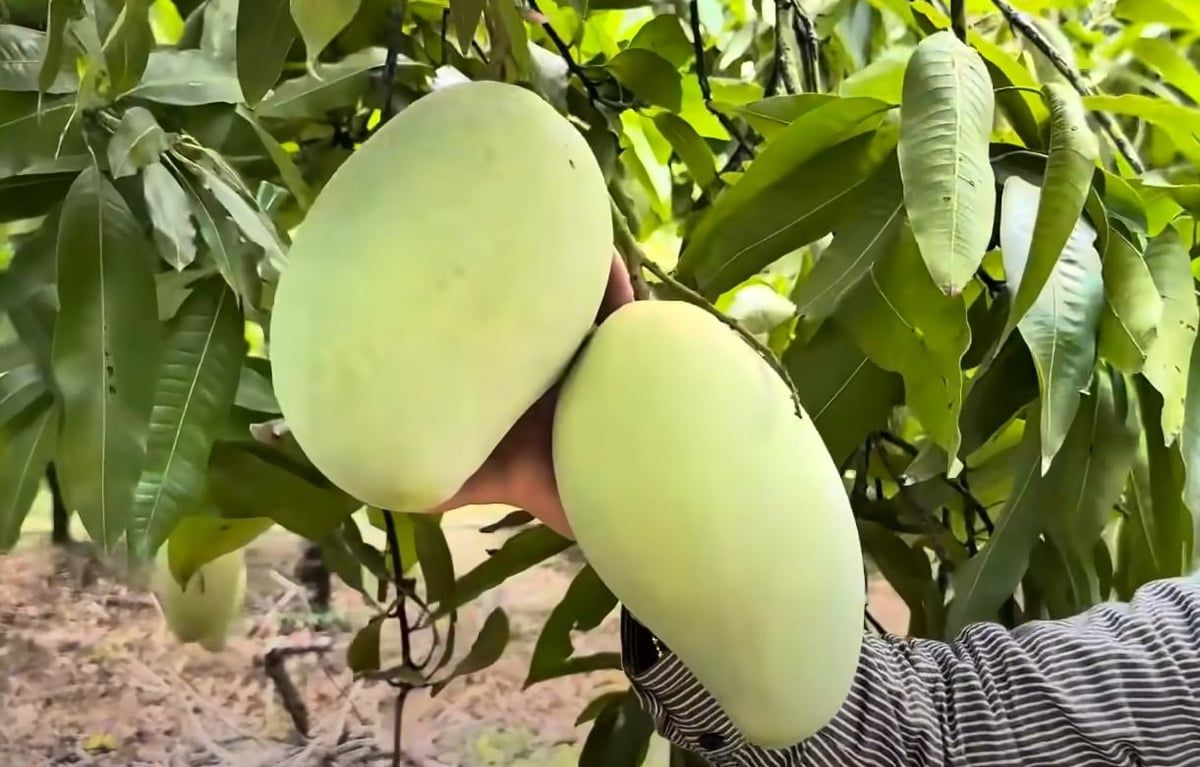Liên kết tạo nguồn trái cây nguyên liệu ổn định và bền vững