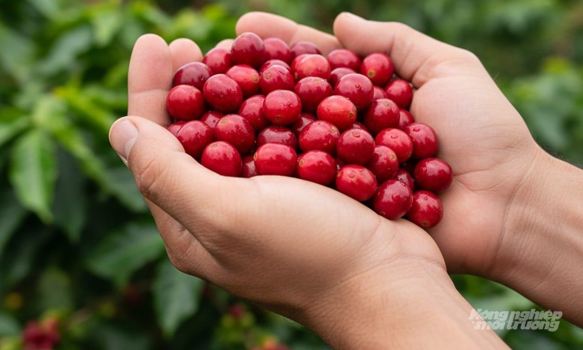 Giá cà phê hôm nay 5/9/2025: Thế giới biến động nhẹ