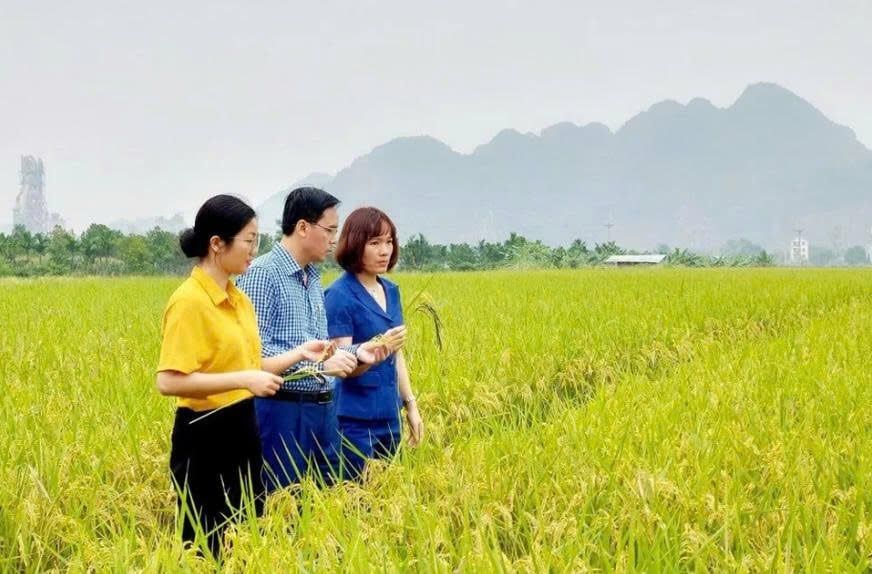 Nghiên cứu, sản xuất giống lúa mới mang thương hiệu Hà Nội