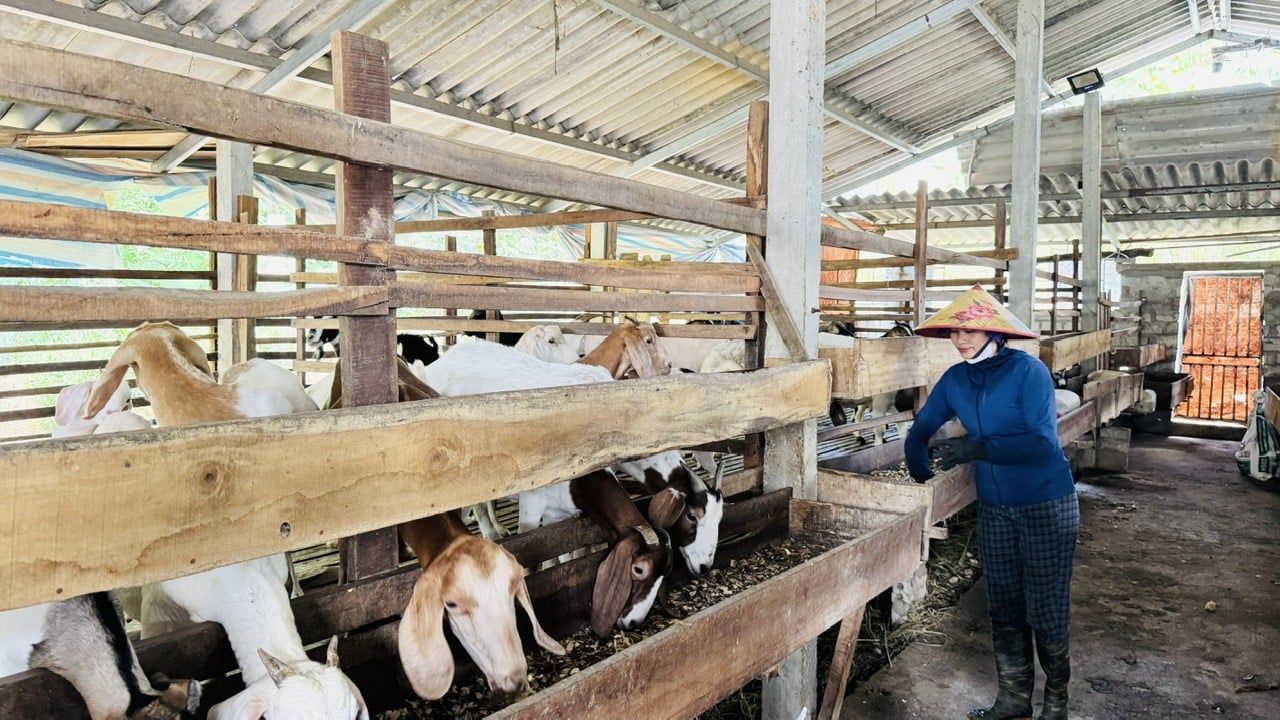 Nuôi dê nhốt chuồng, nhàn tênh, lãi lớn