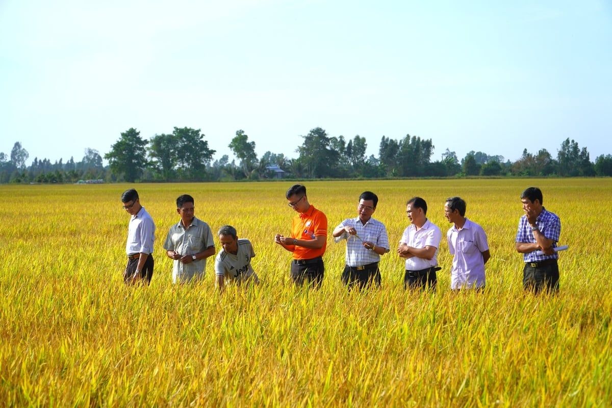 Cần nhóm giải pháp mang tính cộng đồng cho ngành hàng lúa gạo