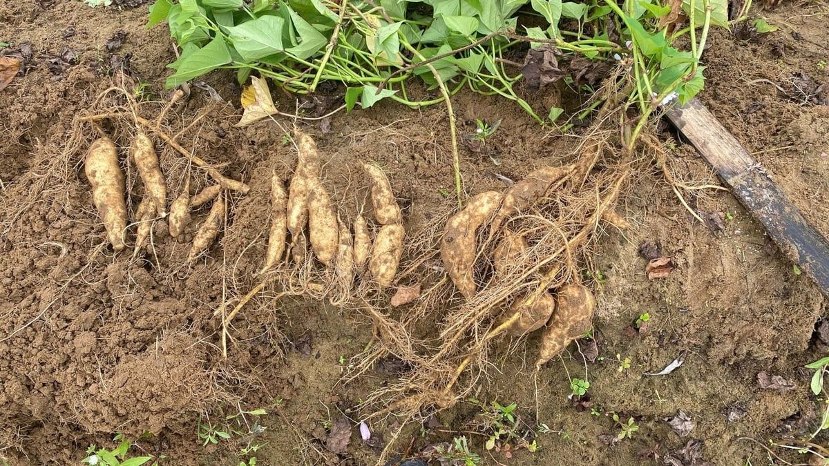 Tuyển chọn được 5 giống khoai lang bản địa ưu tú nhất