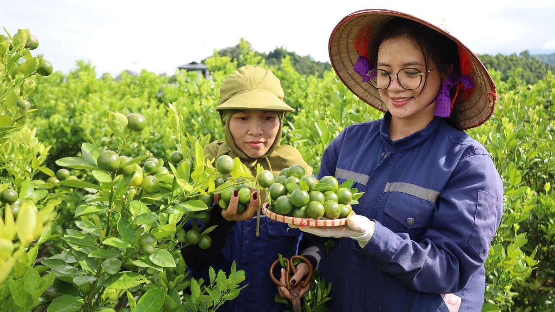 Biến ruộng lúa 