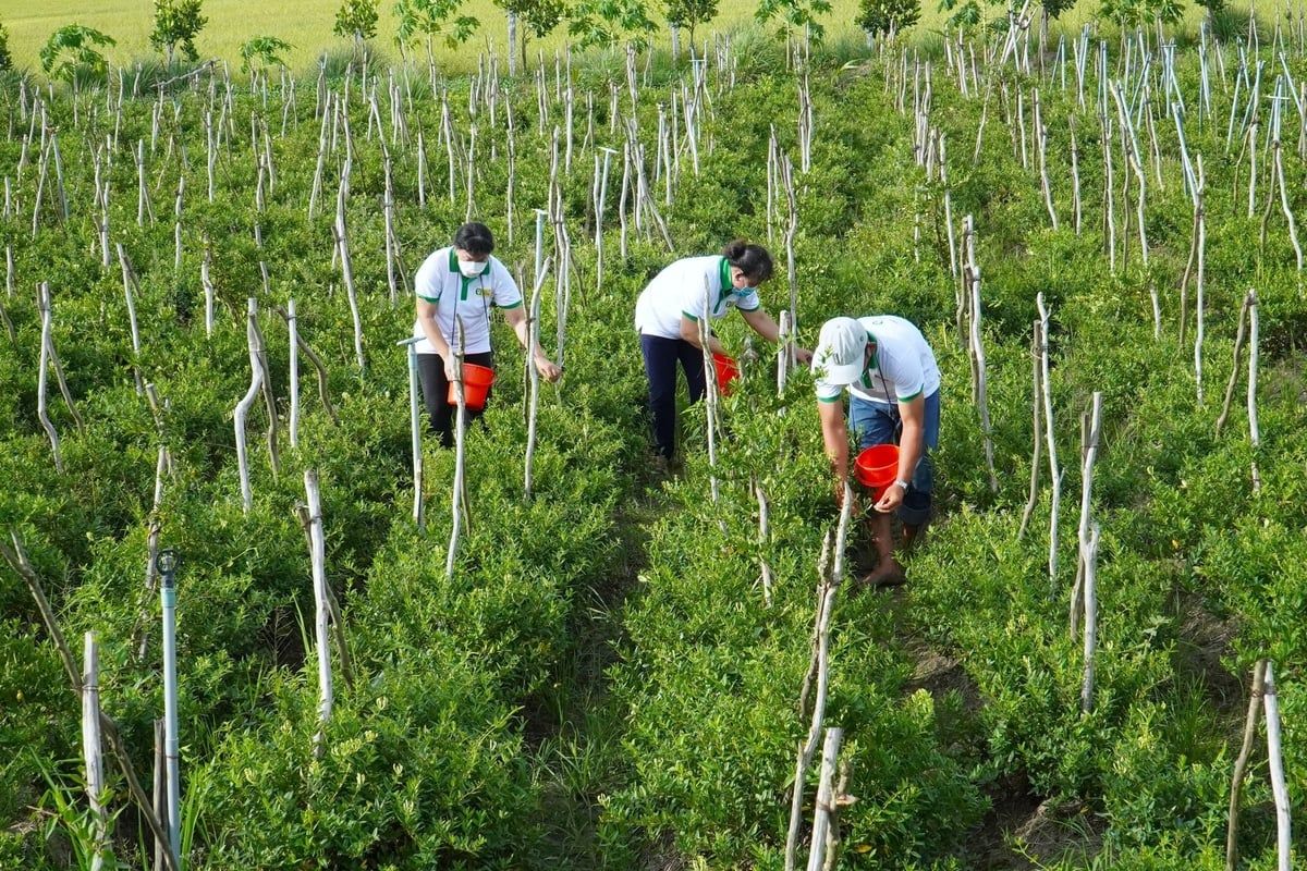 An Giang - ‘kho báu’ dược liệu của Tây Nam Bộ