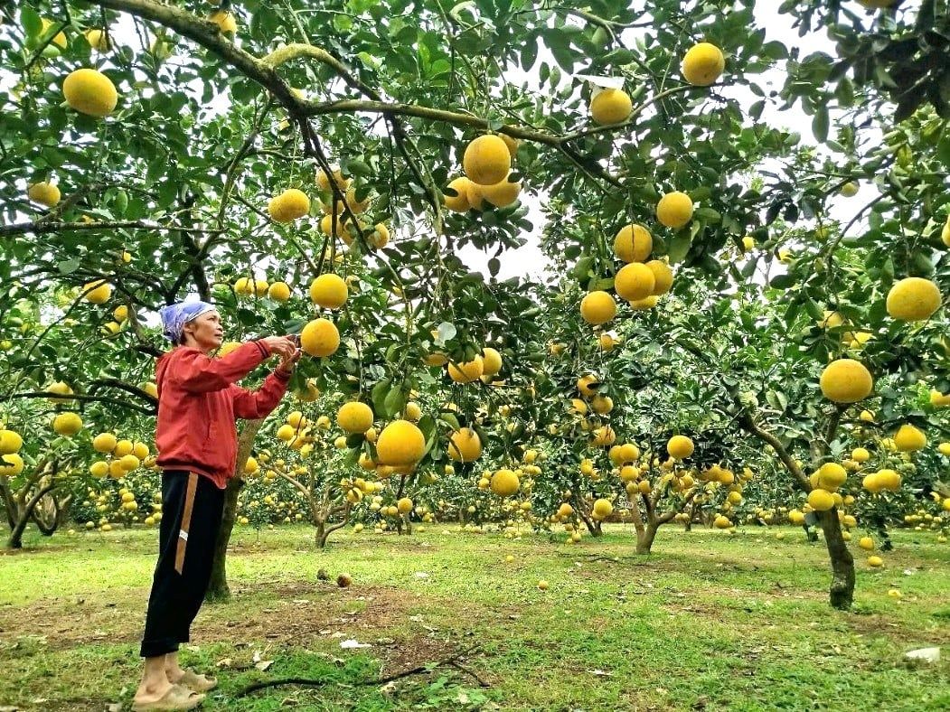 Tỷ phú ở tỉnh Phú Thọ (mới) là một nông dân trồng bưởi kiểu gì mà quả ngon treo đầy cành, bán sang Anh, Mỹ