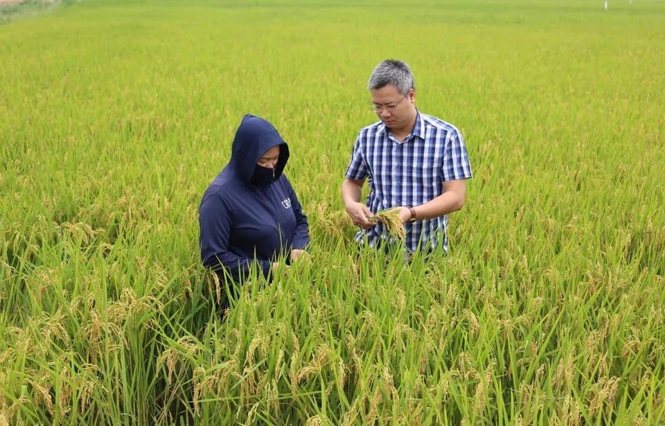 Vietrisa thúc đẩy phát triển chuỗi giá trị lúa gạo bền vững