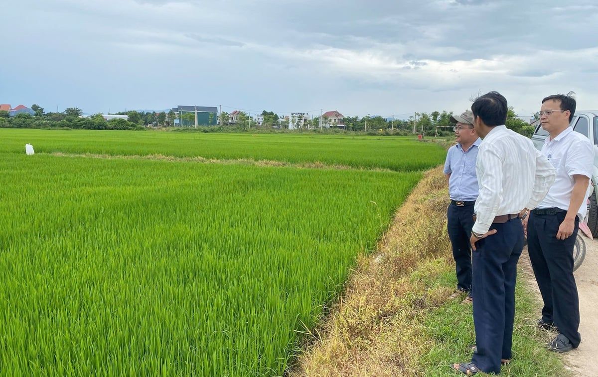 Sâu cuốn lá bùng phát trên lúa hè thu ở Huế