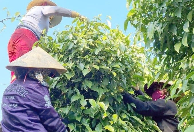 Giá tiêu hôm nay 10/9/2025: Trong nước nhích nhẹ