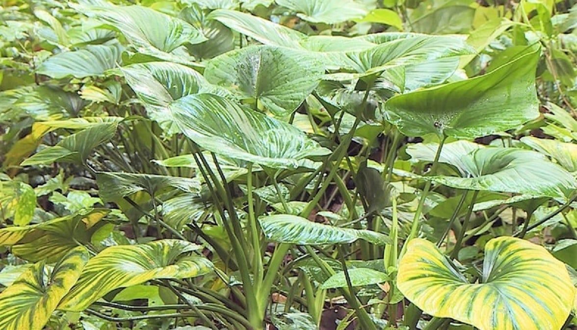 Lộ trình phát triển 20ha dược liệu dưới tán rừng FSC