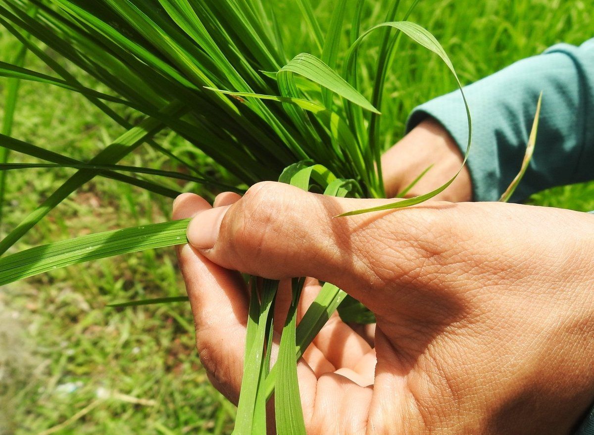 Hà Tĩnh: Sâu bệnh hại phát sinh diện rộng và bất thường