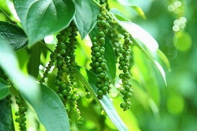 Giá tiêu hôm nay 11/9/2025: Bình Phước giảm 1.000 đồng