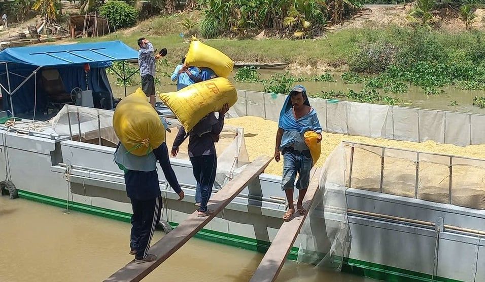 Lúa hè thu lợi nhuận không cao