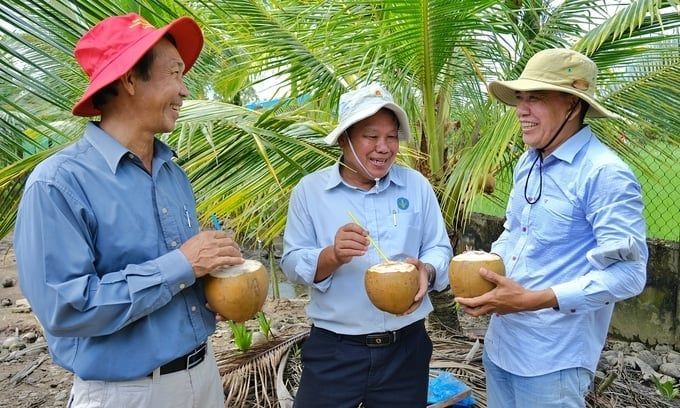 Dừa Việt Nam đứng trước cơ hội bứt phá xuất khẩu