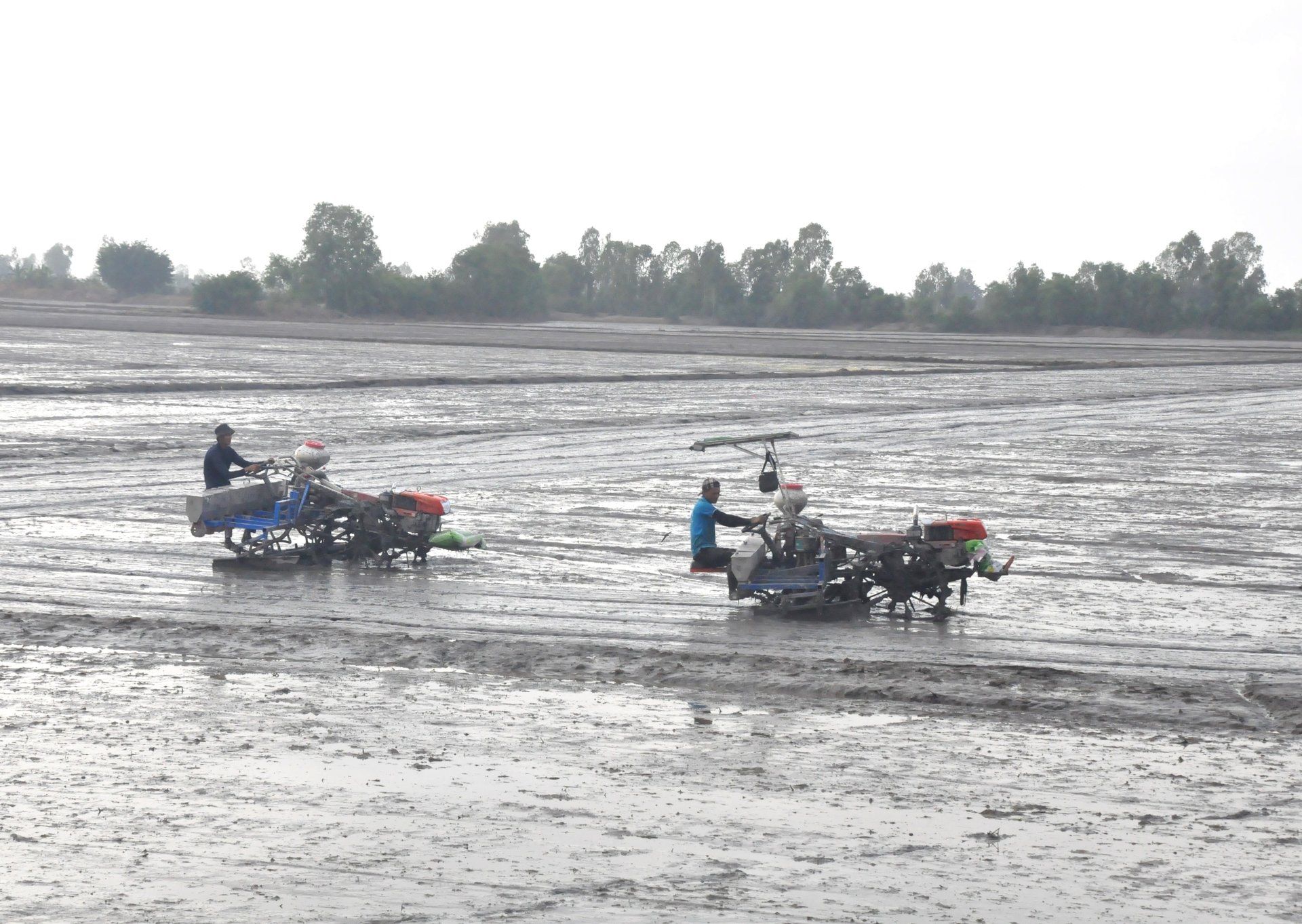 An Giang kỳ vọng lập kỷ lục trên 1,5 triệu tấn lúa vụ thu đông