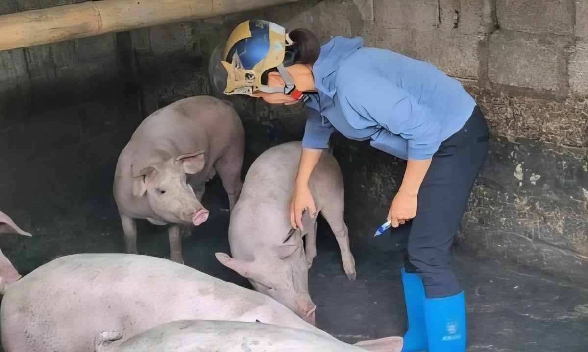 Nhiều địa phương ở Lạng Sơn công bố hết dịch tả lợn Châu Phi