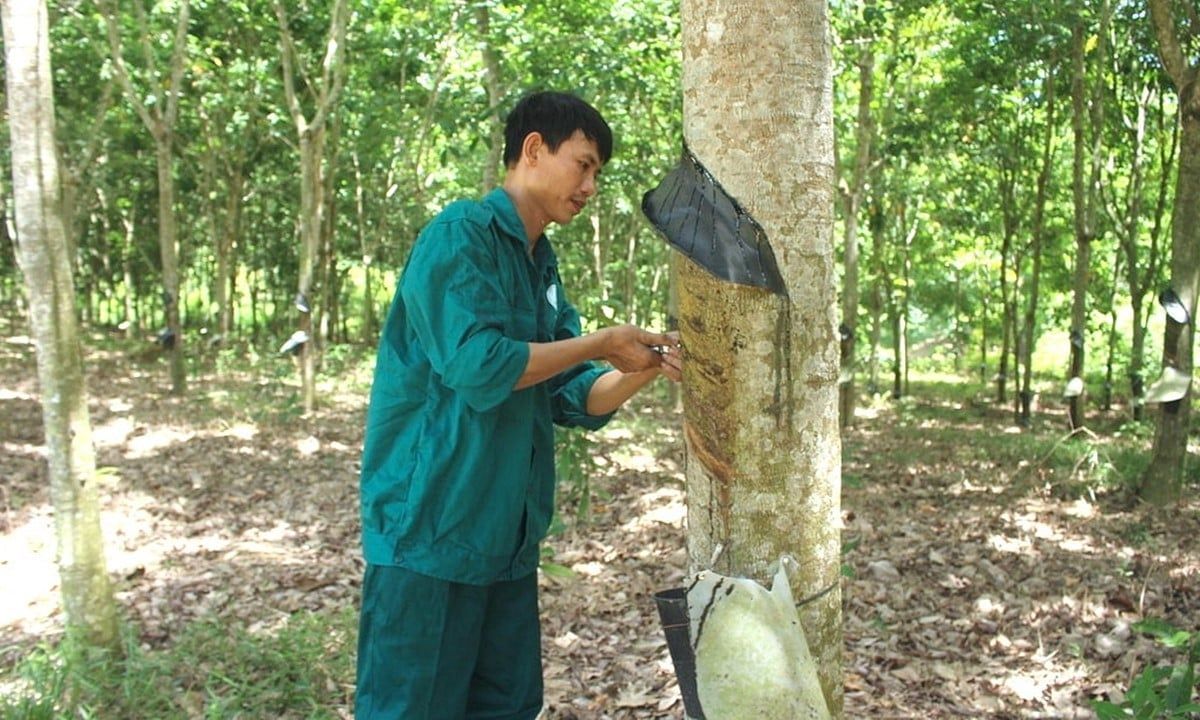 Giá cao su hôm nay 14/9/2025: Tuần này giảm mạnh