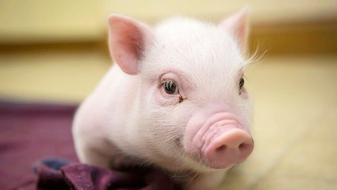 Giá heo hơi hôm nay 14/9/2025: Tuần này tăng nóng 5.000 đồng