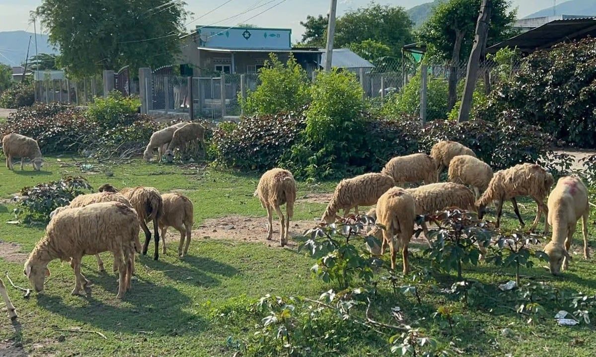 Giá dê, cừu đều tăng mạnh trên 100.000 đồng/kg