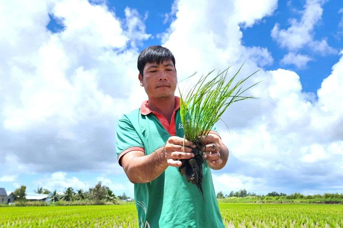 Bón phân đúng để cải thiện sức khỏe đất, tăng hiệu quả sản xuất lúa