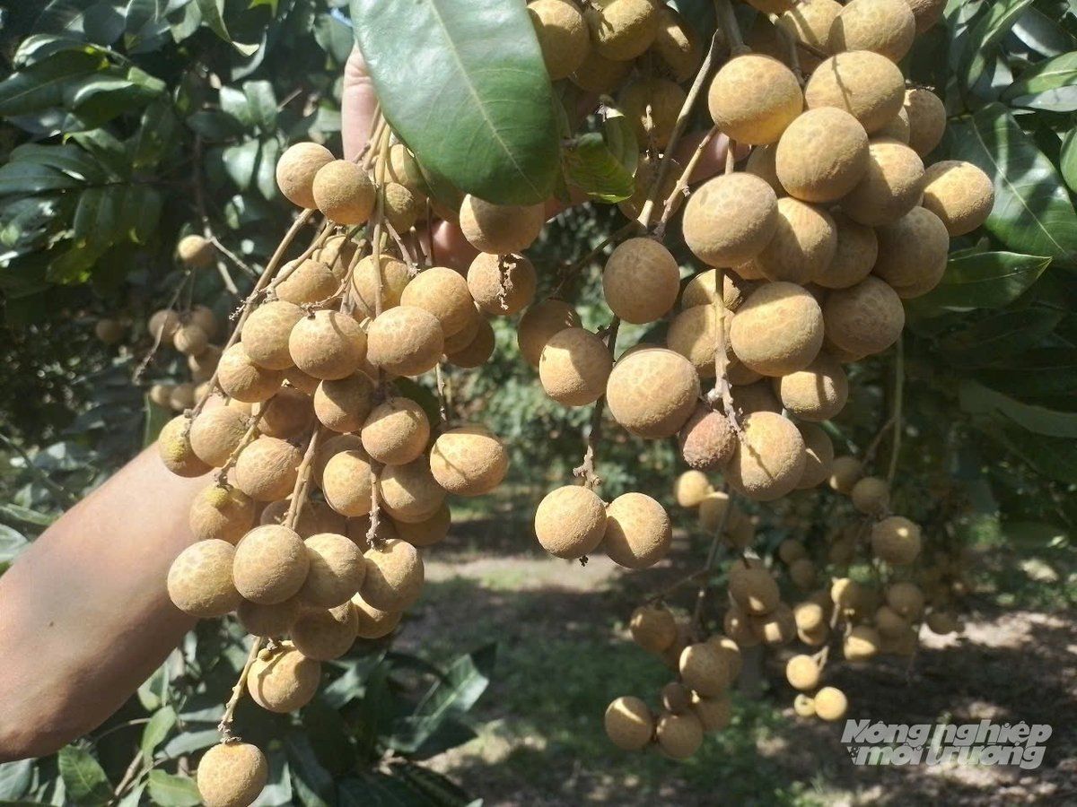 Nhãn chín sớm giá 25.000 đồng/kg, gấp đôi chính vụ