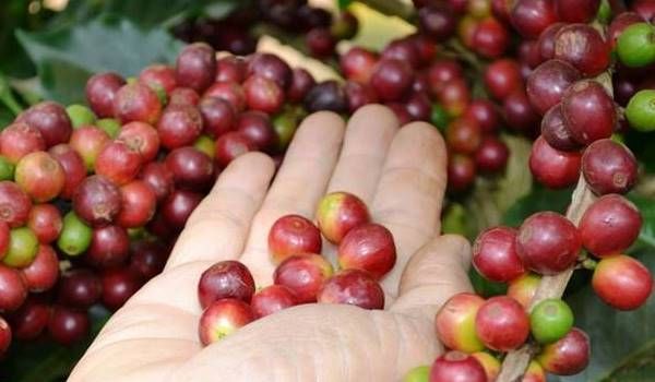 Giá cà phê hôm nay 16/9/2025: Đồng loạt tăng nóng