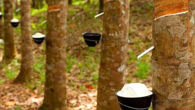 Giá cao su hôm nay 17/9/2025: Đồng loạt tăng trên thế giới