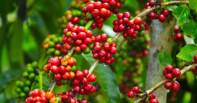 Giá cà phê hôm nay 18/9/2025: Trong nước giảm sâu gần 5.000 đồng